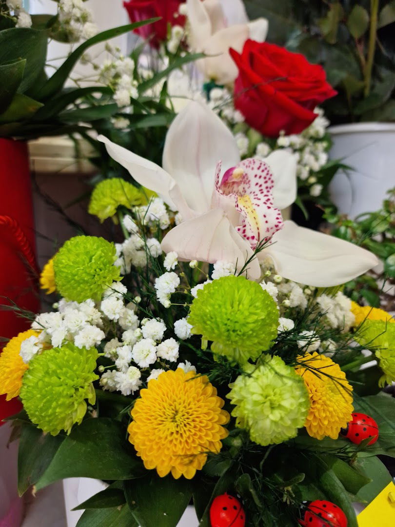 Cvecara Anemona Batajnica