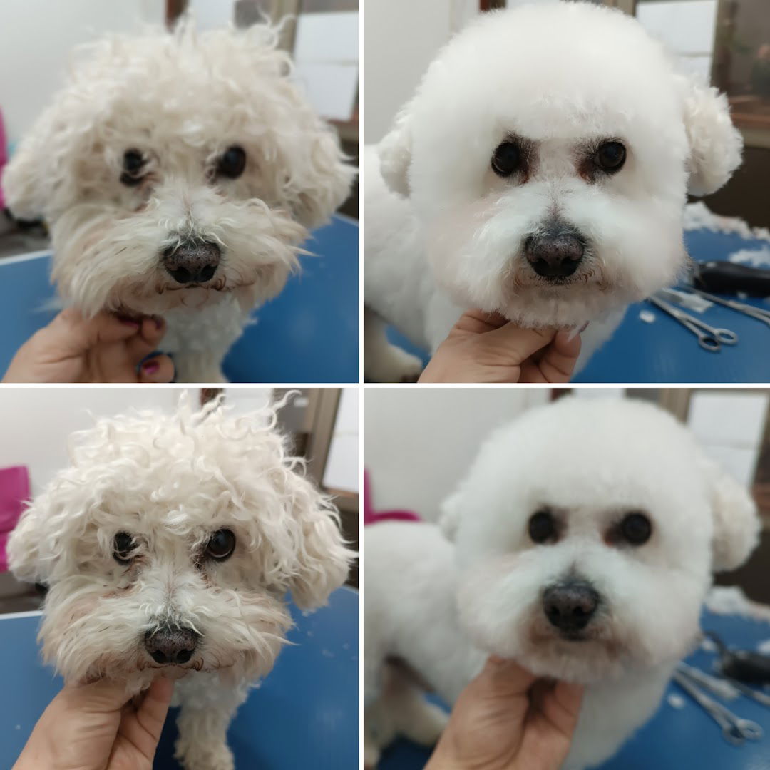 KOD MAZE šišanje i nega pasa