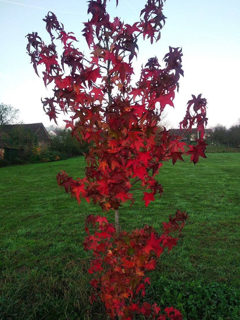 Osnovna škola Grigora Viteza