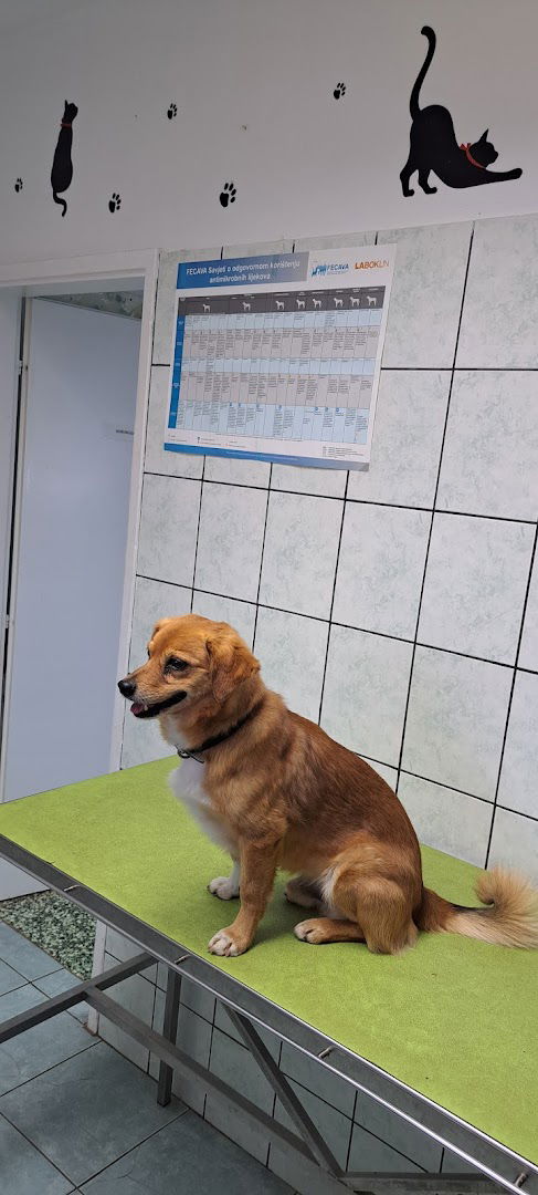 Lota Veterinary Clinic