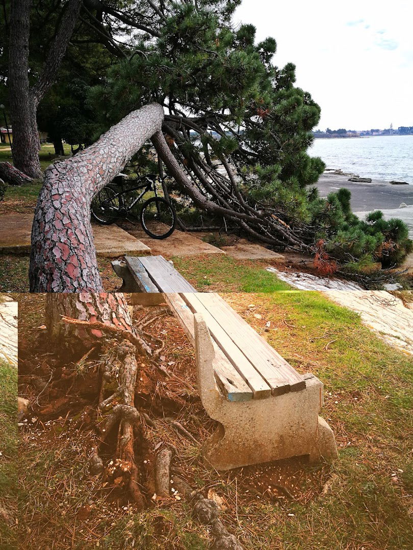 Novigrad Pineta apartments