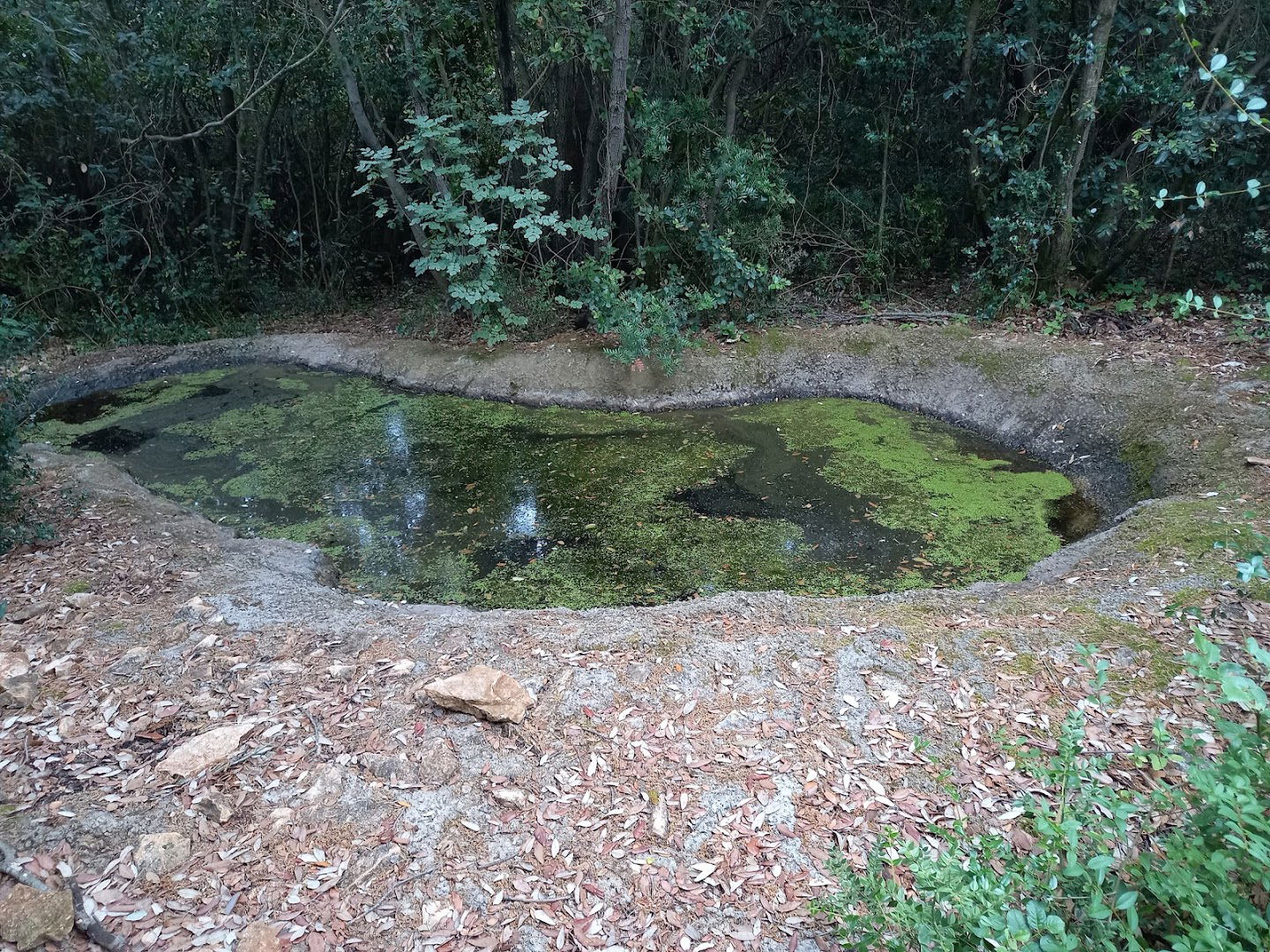 Umjetno pojilište za životinje