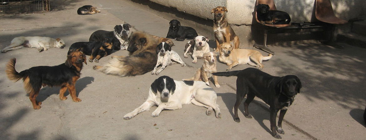 Риска - Азил за псе