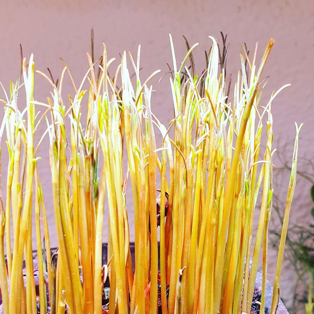 Solio - obrt za obradu ljekovitog bilja