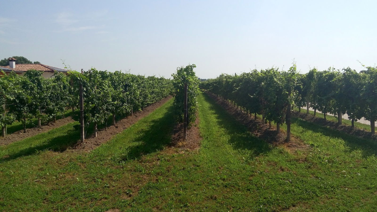 Azienda Agricola Bassan Pietro - Vivaio Manutenzione - Progettazione Verde