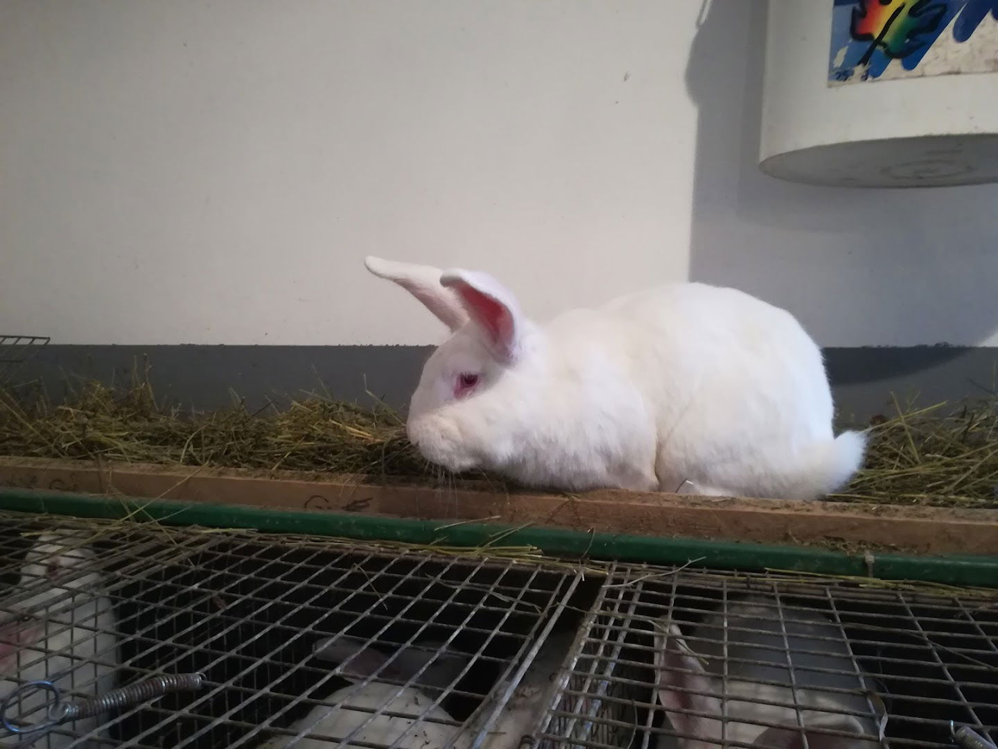 OPG Mihalić Tomislav