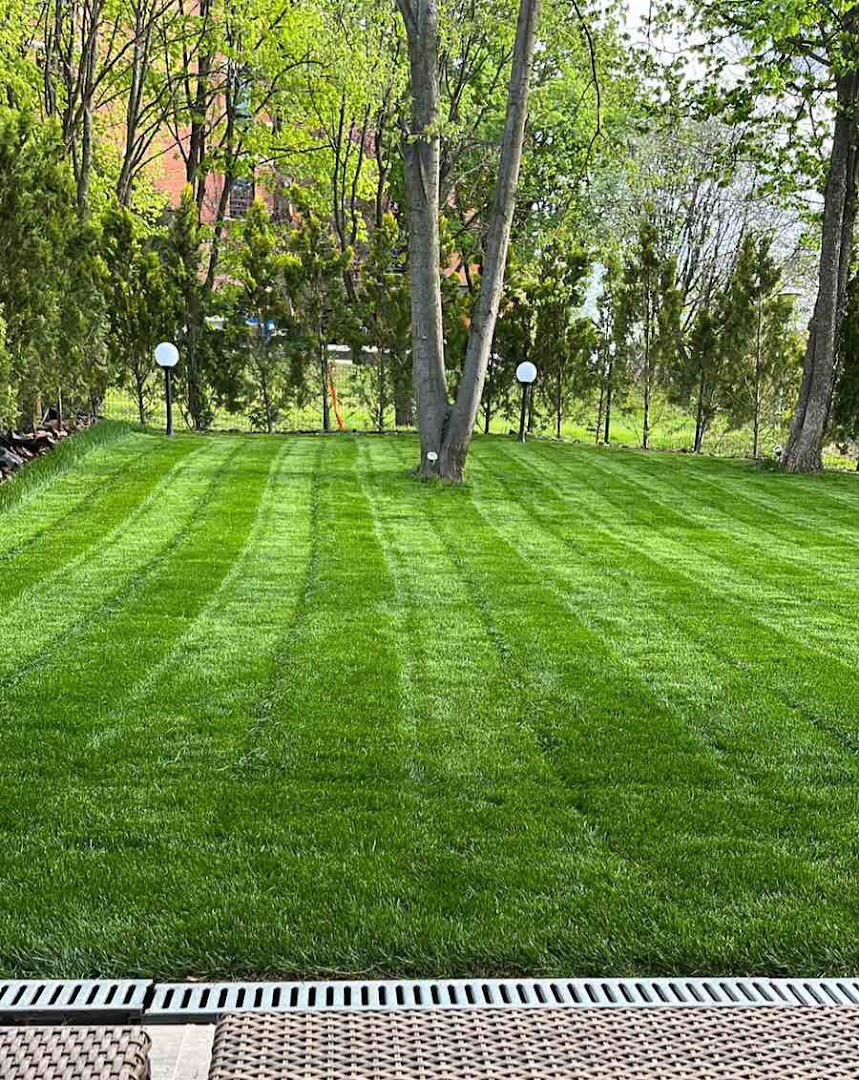 TEPIH TRAVA, GOLUBINCI