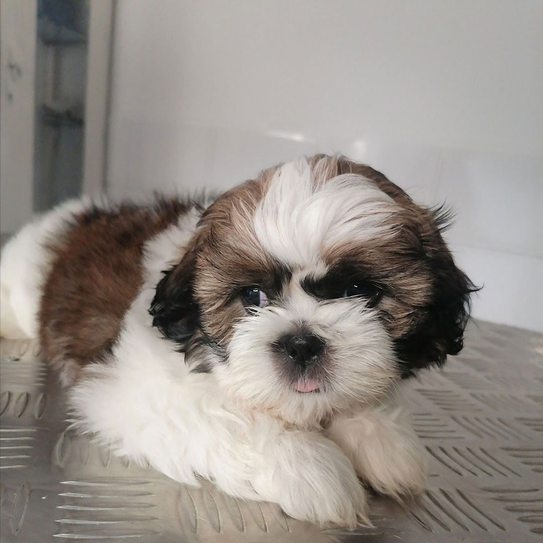 Veterinarska Ambulanta Opovo