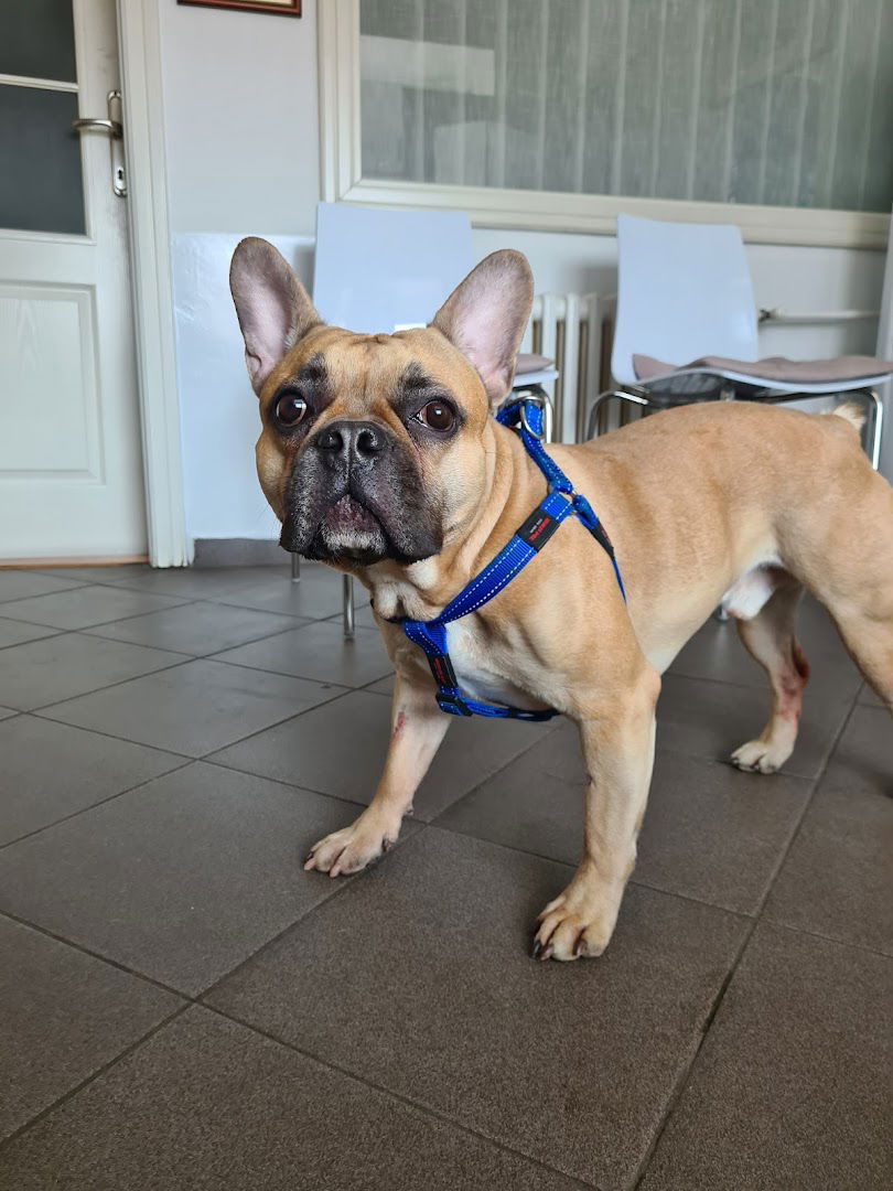 Veterinarska ambulanta za male životinje Delić