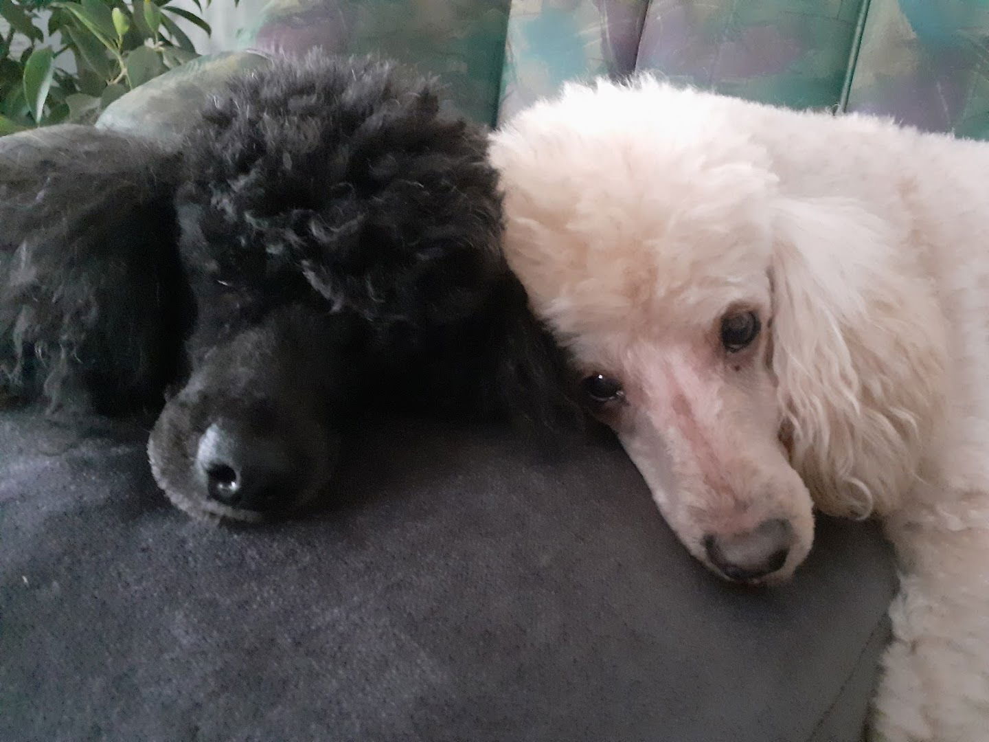 Naselje Rajskih ptica