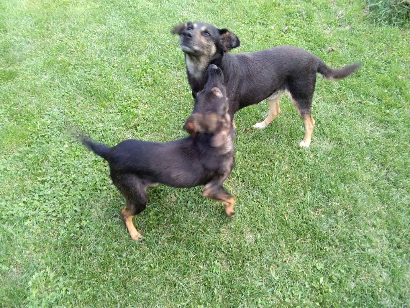 Stadion FK Petrijevac