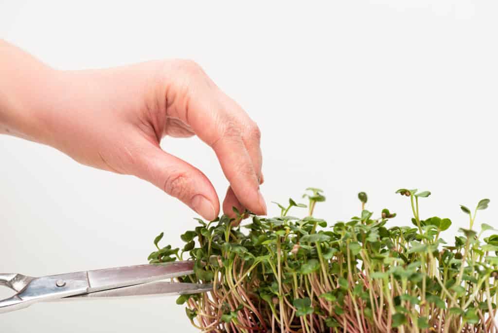 Mikrobilje Dr Green Thumb