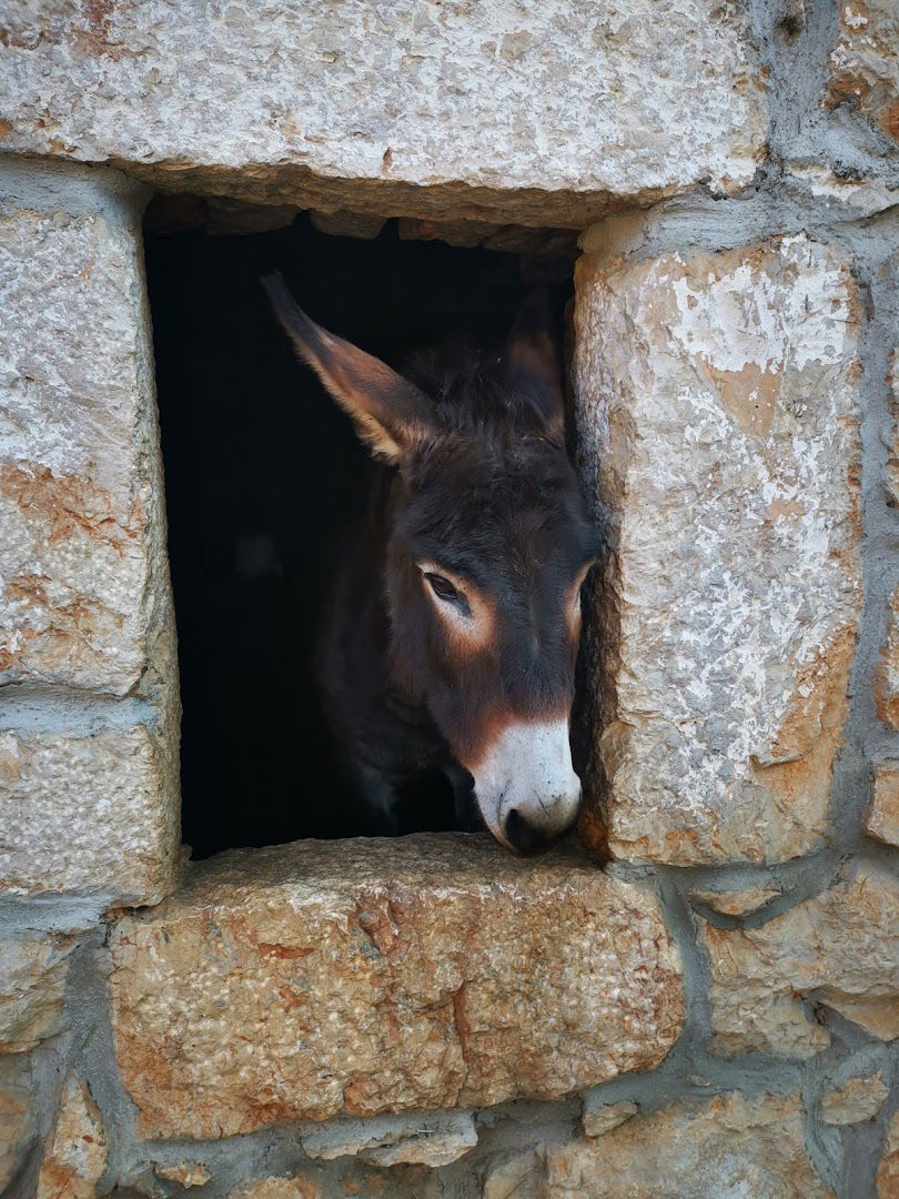 Farma magaraca i magareće mlijeko "Rašušić"