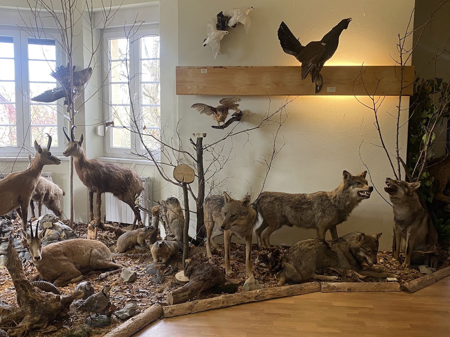 Lovački muzej HLS-a (Hunting Museum)