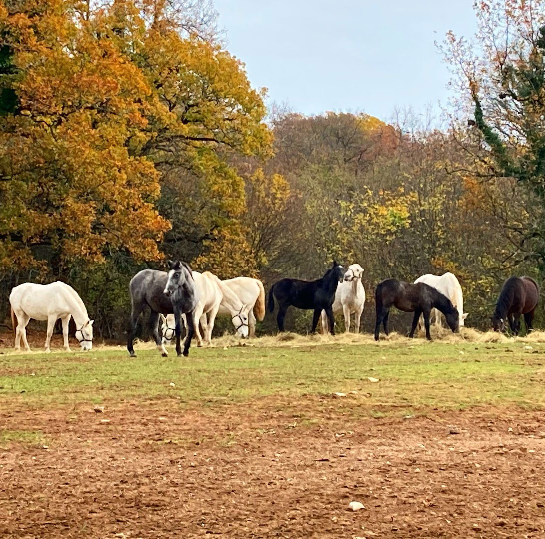 Lipica stud farm parking