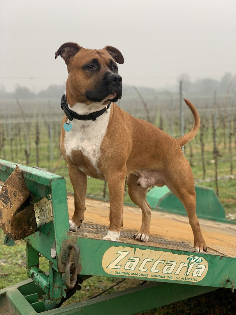 Campo di Volo di Oleis