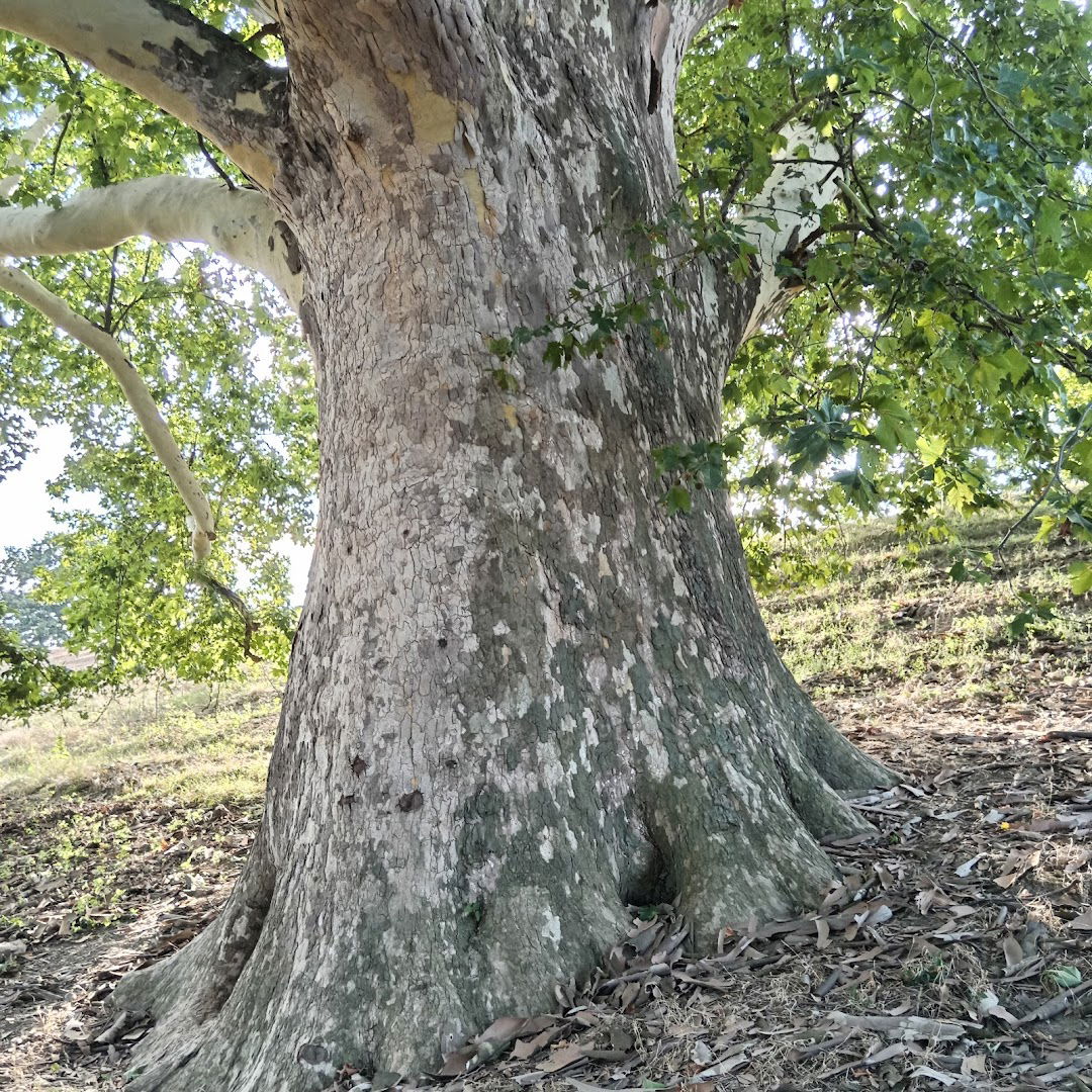 Platanul secular din Rudna