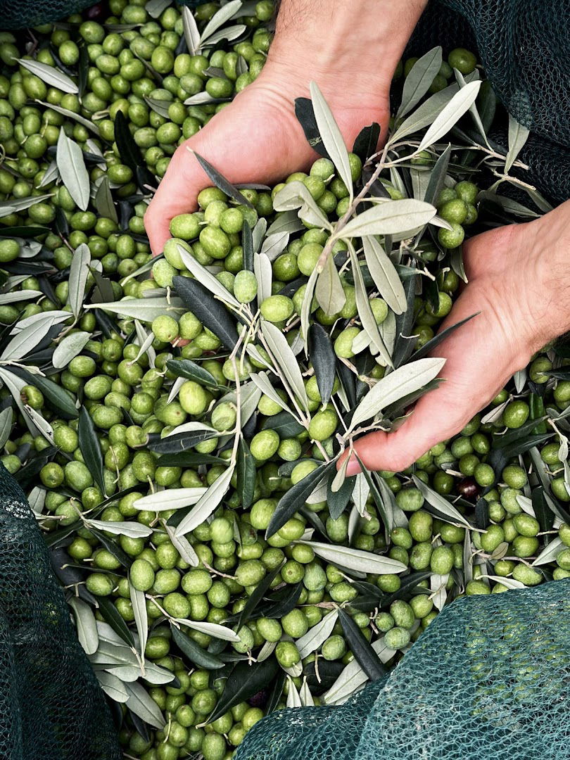 Upupa Extra Virgin Olive Oil