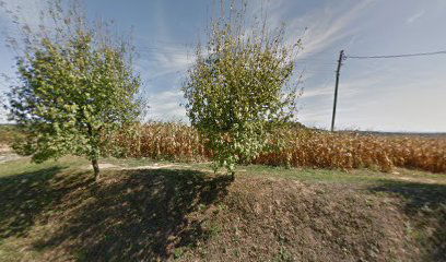 Velika Bršljanica cemetery