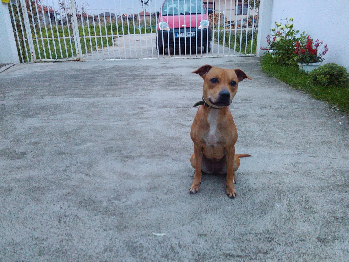 Дресура паса Плус