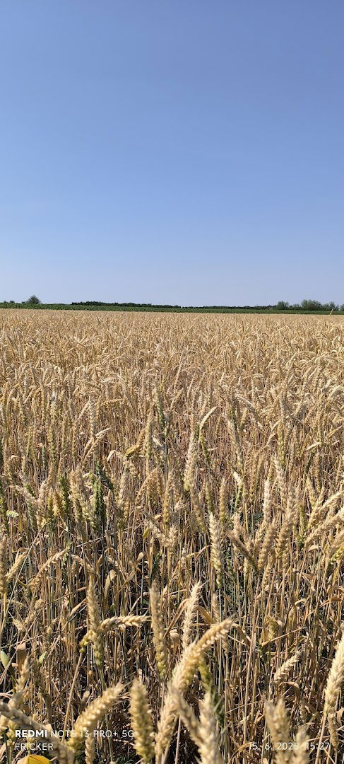 Пландиштанска поља