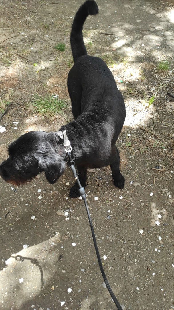 Vesela njuška salon za pse - Borča