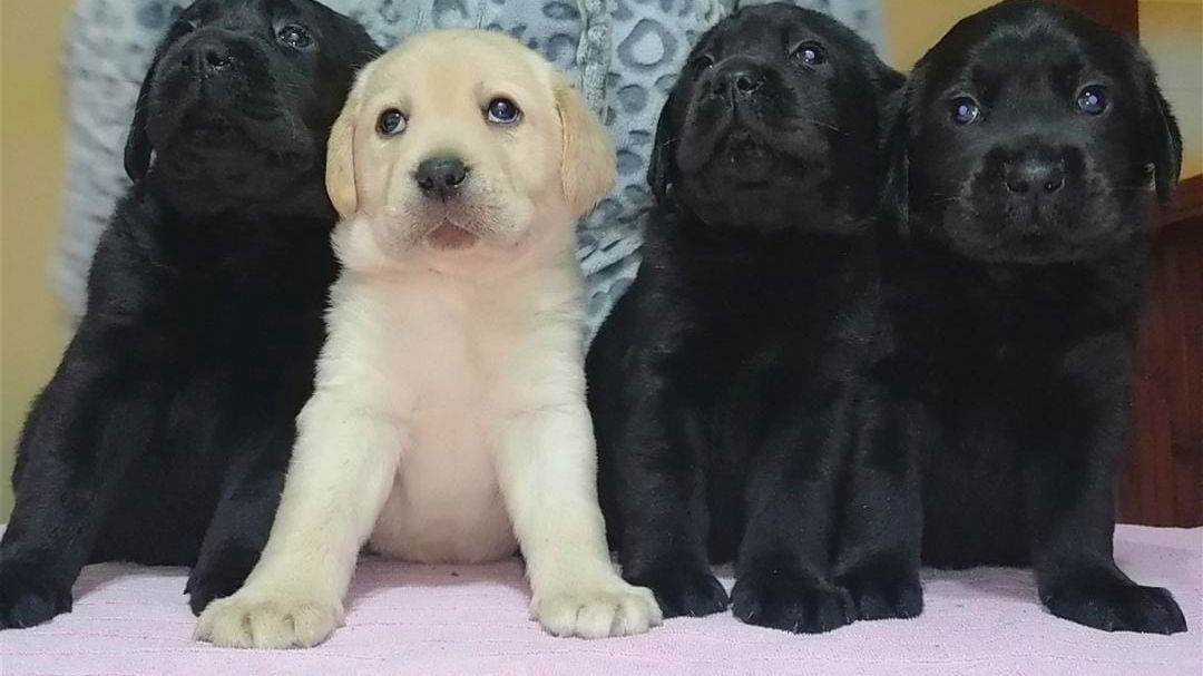 Labrador Retriveri Odgajivačnica "Ajder"-Jakovo