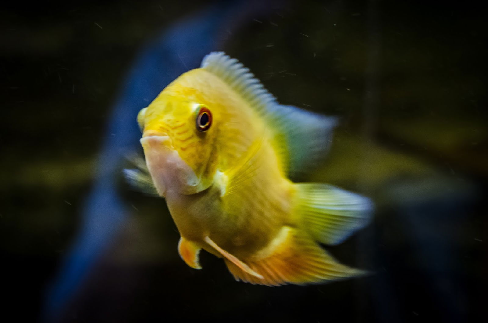 Javni Akvarijum i Tropikarijum Beograd