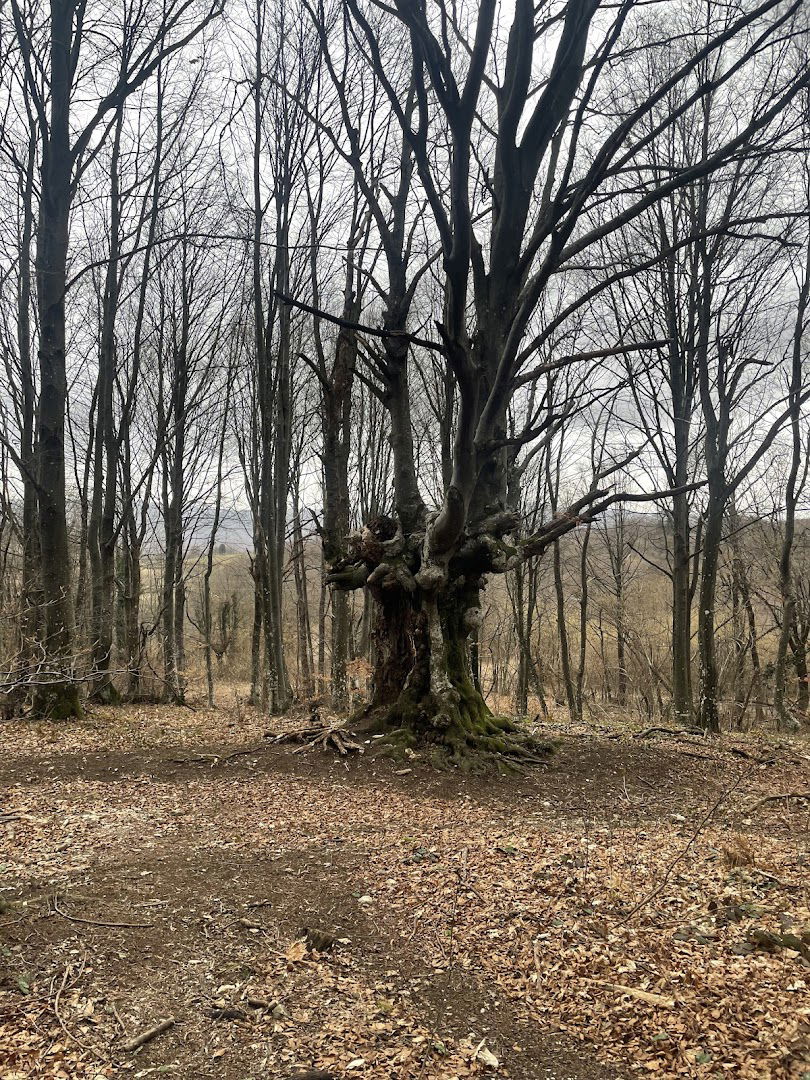 Stara, kvrgava bukva