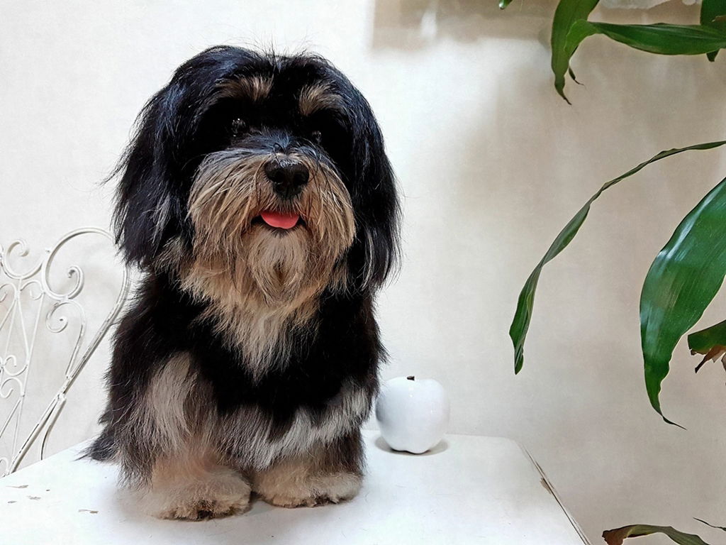 Salon za njegu i šišanje pasa Luna