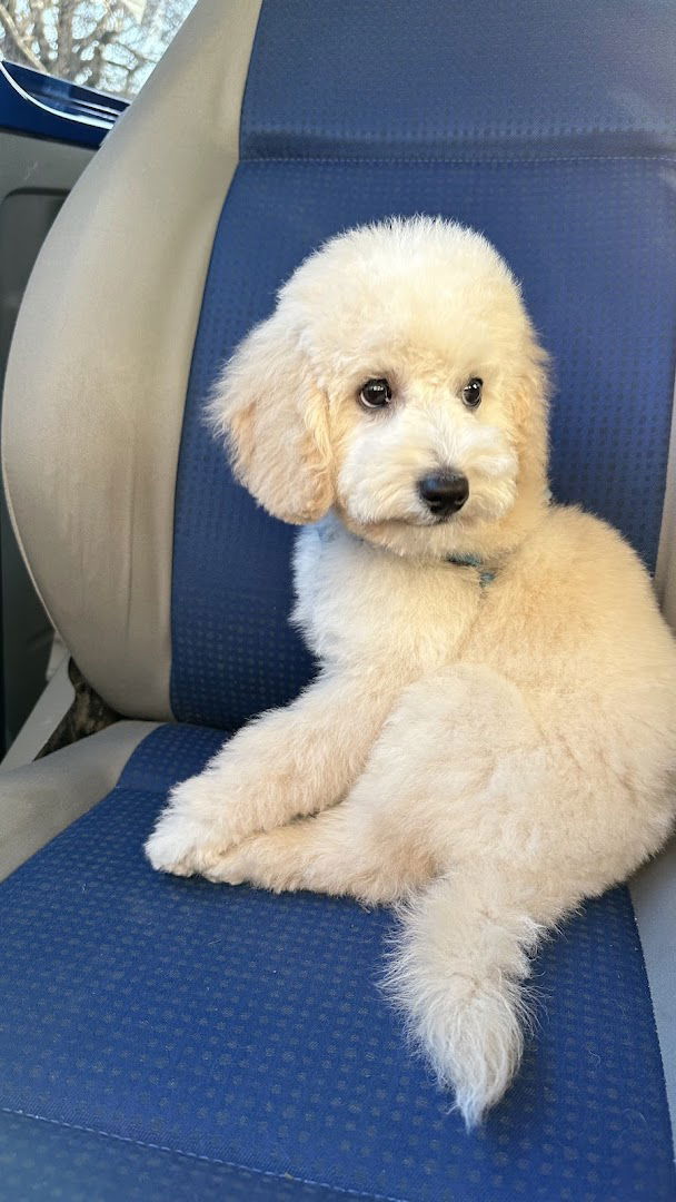 Salon za šišanje i njegu pasa BONY