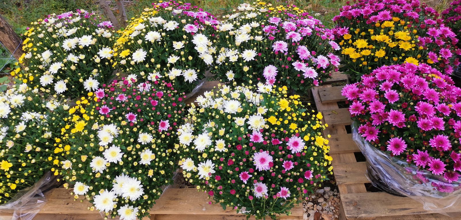 OPG Calcina Aleksandar