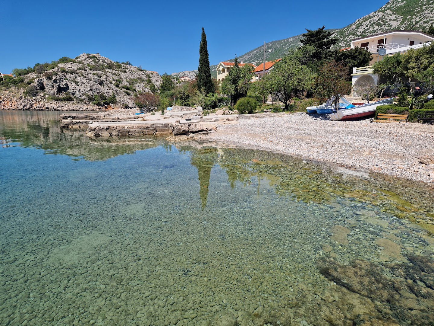 Cesarica Drvarica 40