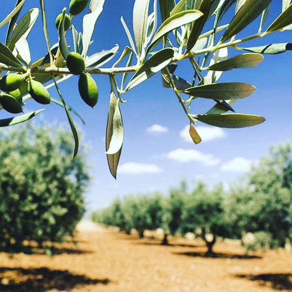 LOUKERIS OLIVE OIL, Archontis Loukeris s.p.