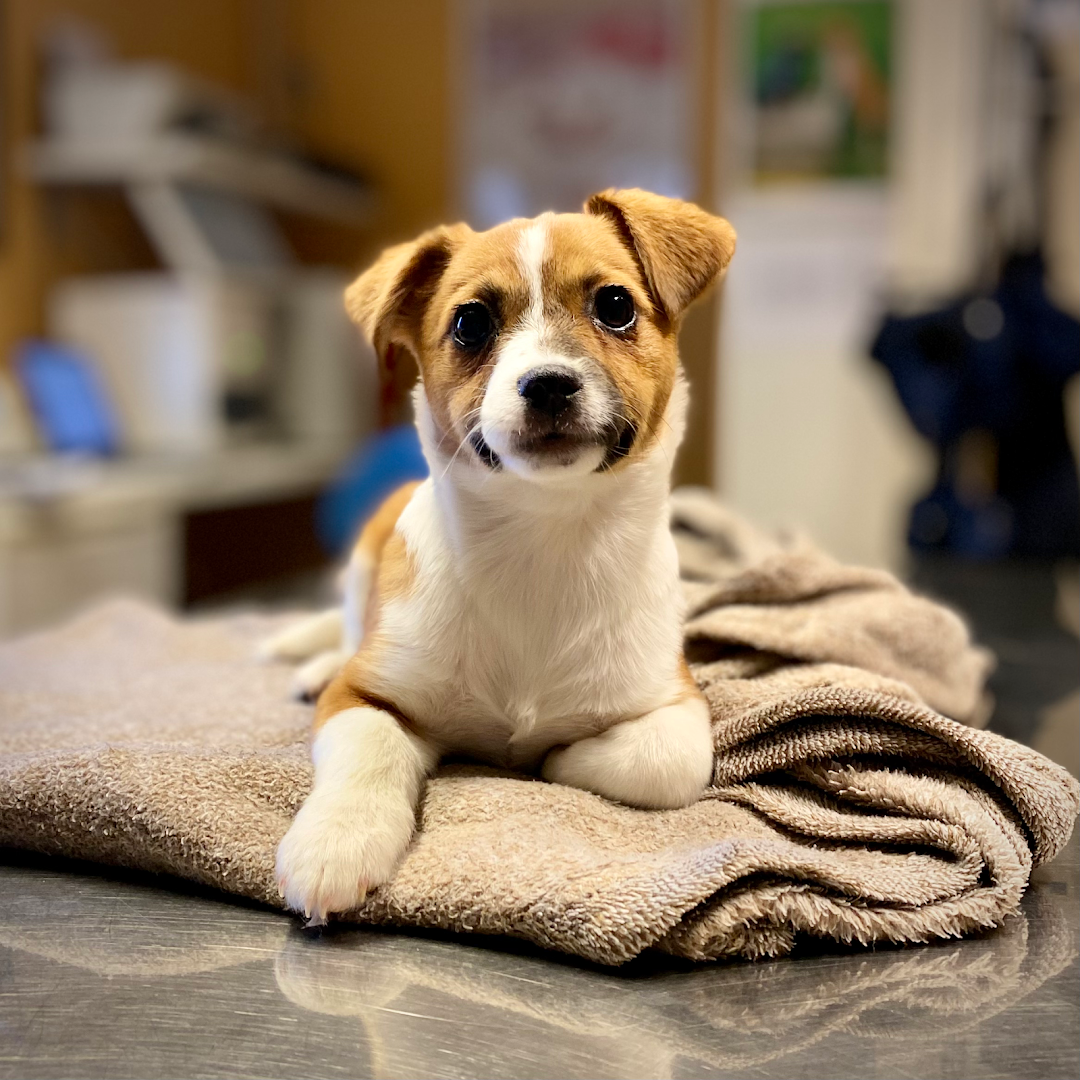 VETERINA BRANIMIR Specijalistička Veterinarska Praksa