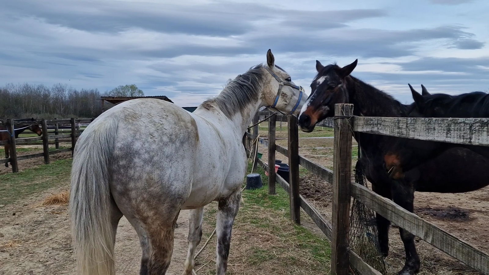 Konjički Klub Bit-ek Team