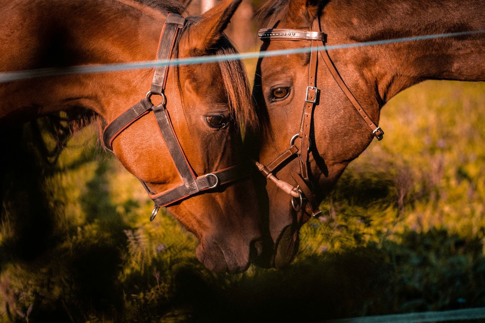 Ranch Griva Oaza Mira