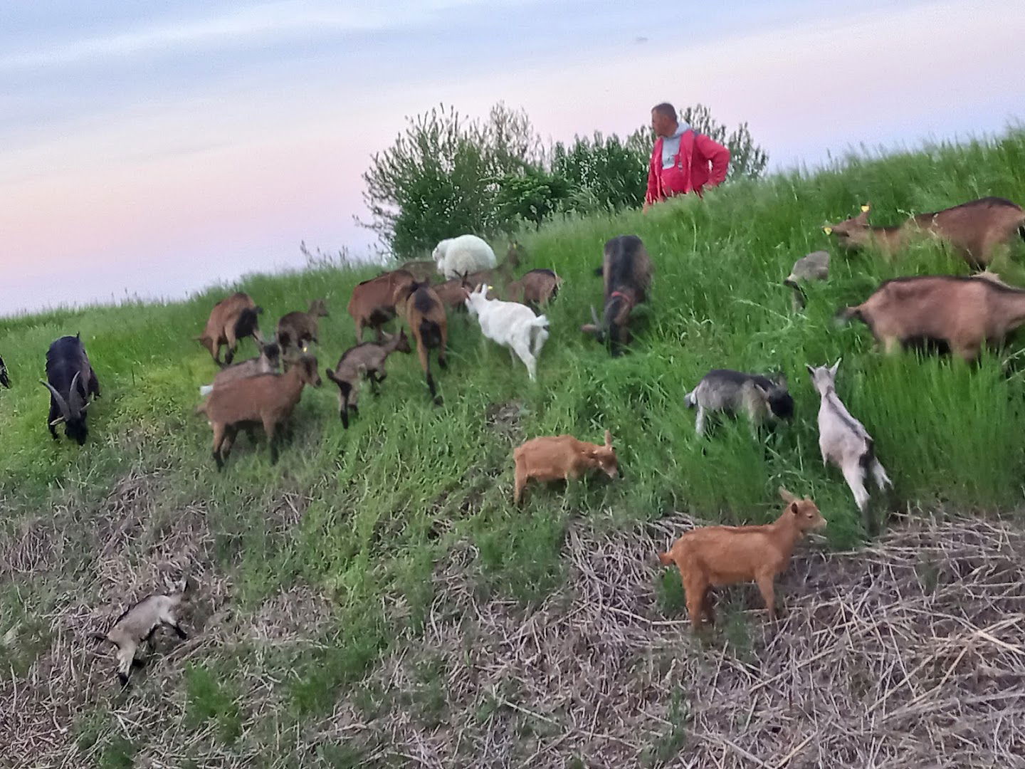Salas i farma koza kod Nenada i Alise