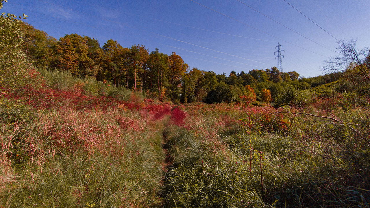 Pekrski gozd / Pekre forest