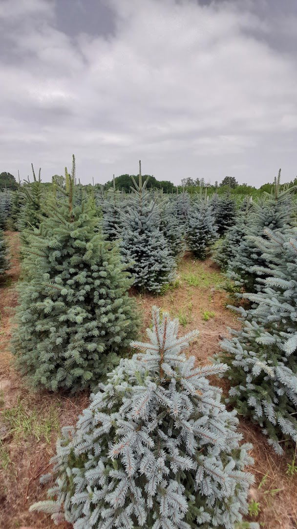 Božićna drvca Hrženjak