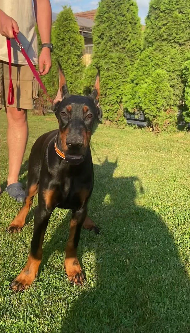 Fort Bellators Dobermann