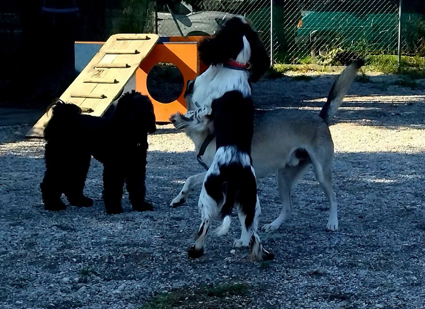 Veliki & Mali, vrtić i hotel za pse