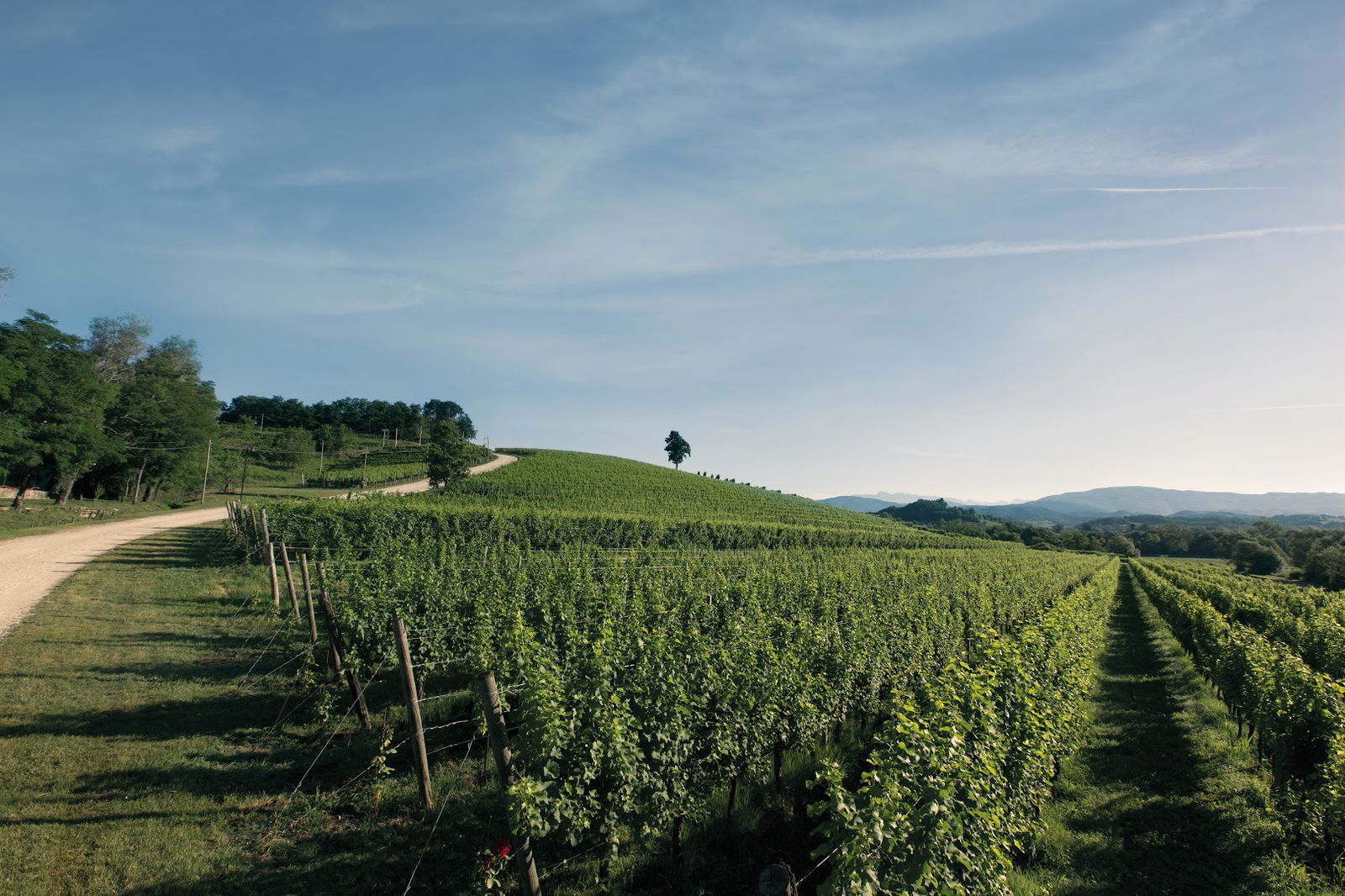 Canus Srl Società Agricola