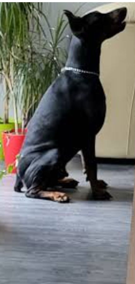 Odgajivacnica dobermana of Sneyk