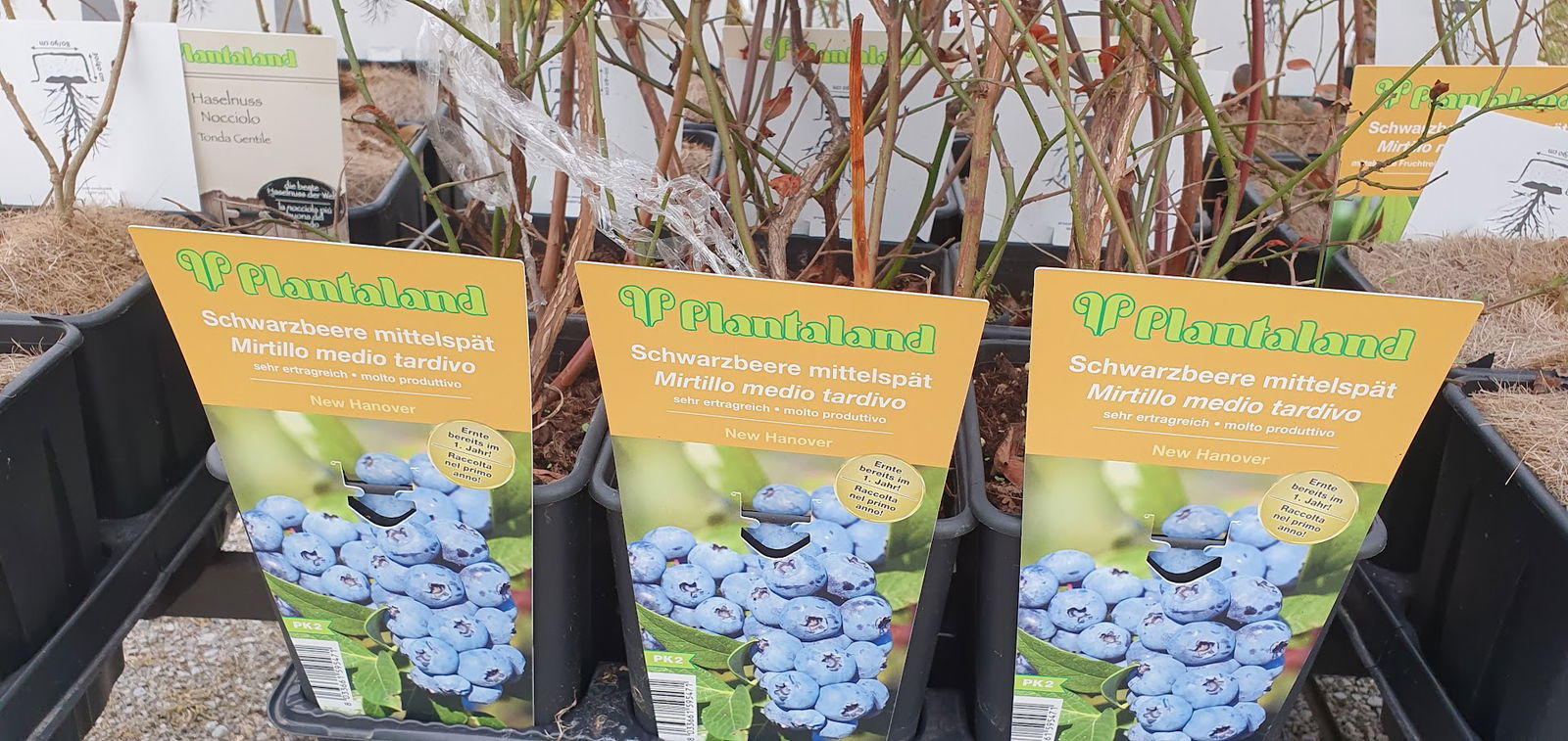 Cvetličarna Lija, Beltram Jarc Kristina s.p.