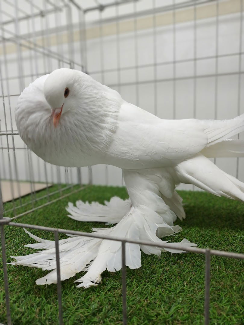 Vladimir Haramina - Pomeranian Tauben