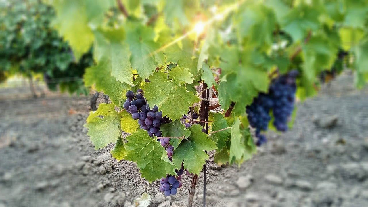 Gazdinstvo Čarapić, Vršac