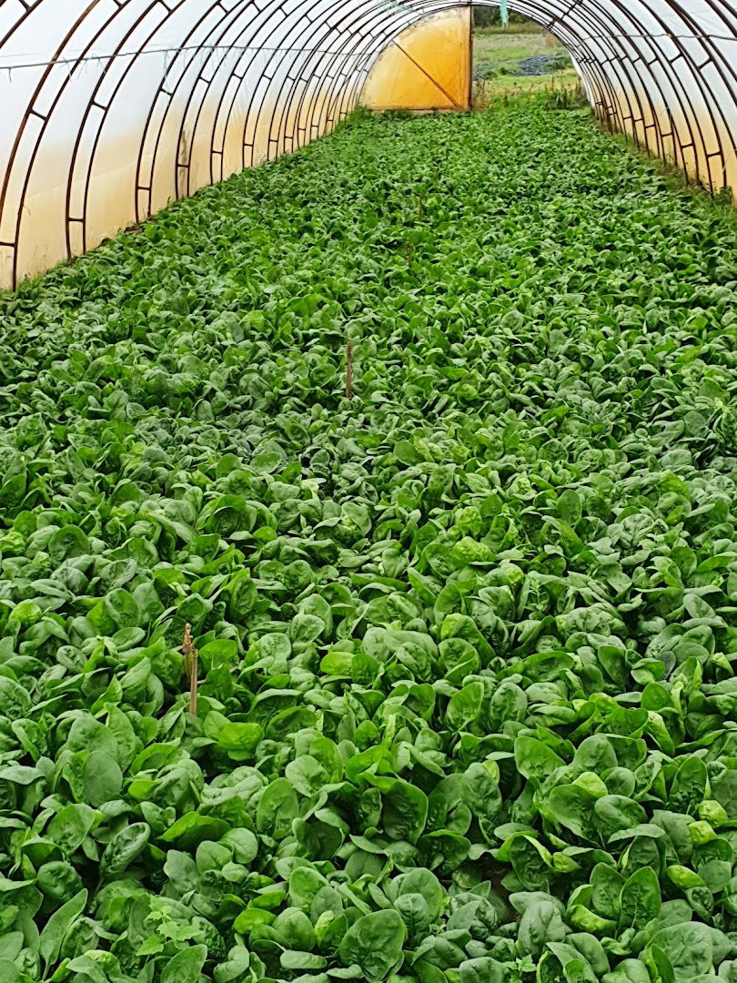 Poljoprivredno Gazdinstvo Tibor Čonti