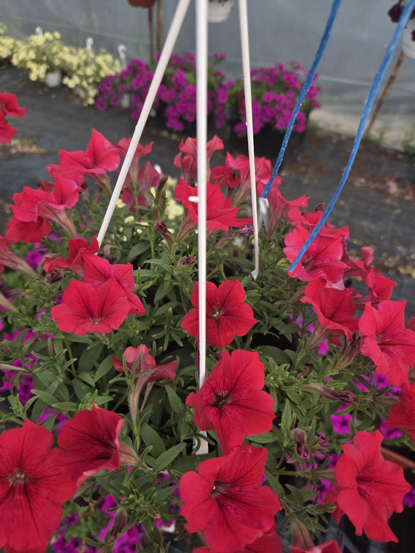 Rasadnik cveća Živulović