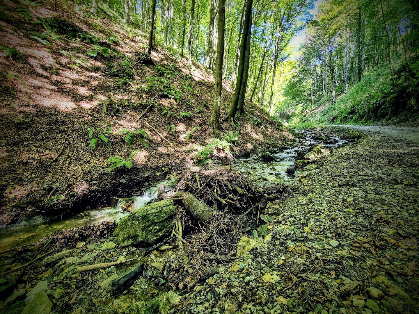 Početak staze za Gorščicu